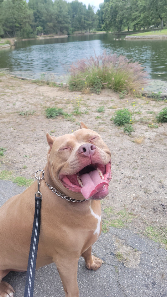 Behind ChopperPaws — For the Love of Every Dog